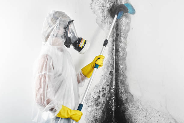 Center Line, MI Mold Removal Pros