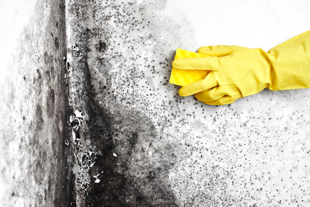 Best Crawl Space Mold Remediation  in Center Line, MI