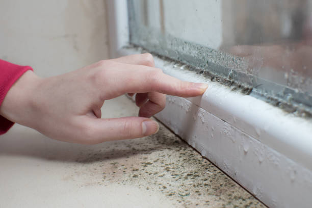 Dehumidification Services in Center Line, MI