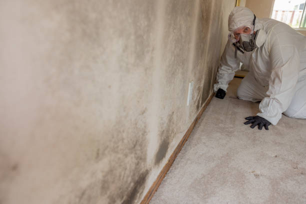 Best Mold Prevention Services  in Center Line, MI