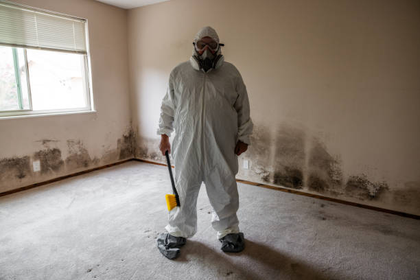 Professional Mold Removal in Center Line, MI